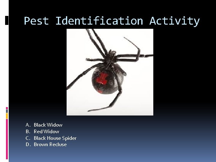 Pest Identification Activity A. B. C. D. Black Widow Red Widow Black House Spider