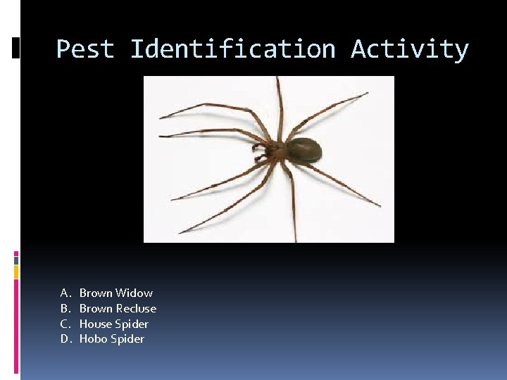 Pest Identification Activity A. B. C. D. Brown Widow Brown Recluse House Spider Hobo