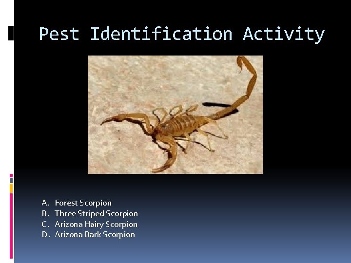 Pest Identification Activity A. B. C. D. Forest Scorpion Three Striped Scorpion Arizona Hairy