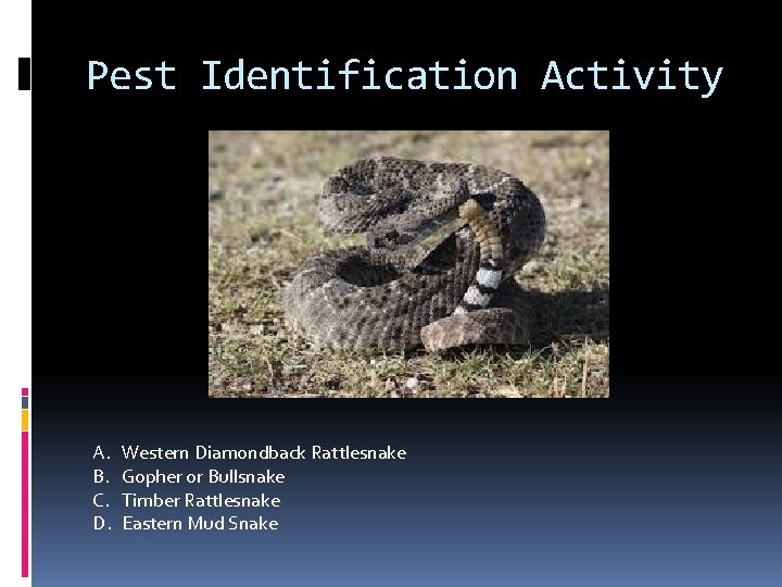 Pest Identification Activity A. B. C. D. Western Diamondback Rattlesnake Gopher or Bullsnake Timber