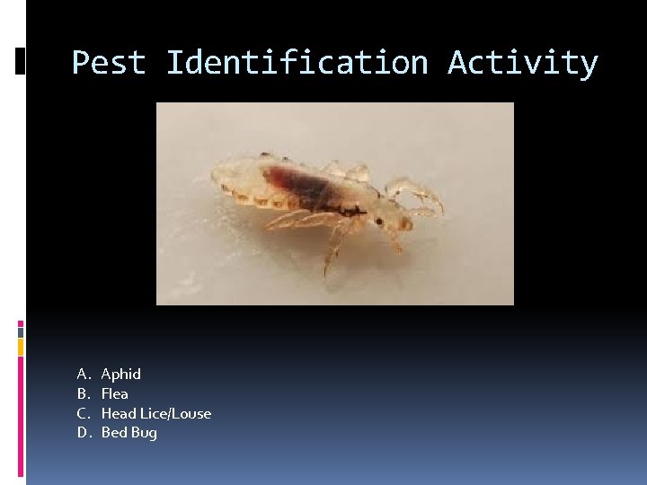 Pest Identification Activity A. B. C. D. Aphid Flea Head Lice/Louse Bed Bug 