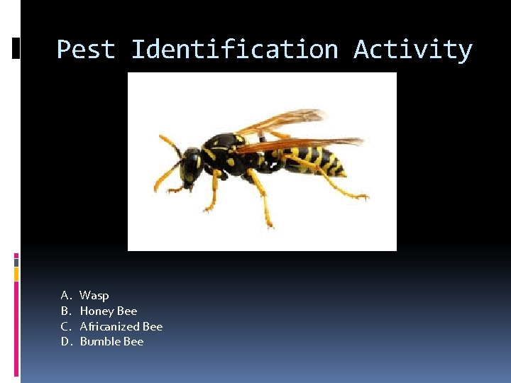Pest Identification Activity A. B. C. D. Wasp Honey Bee Africanized Bee Bumble Bee