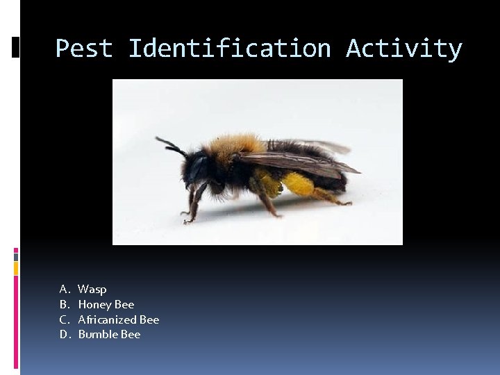 Pest Identification Activity A. B. C. D. Wasp Honey Bee Africanized Bee Bumble Bee