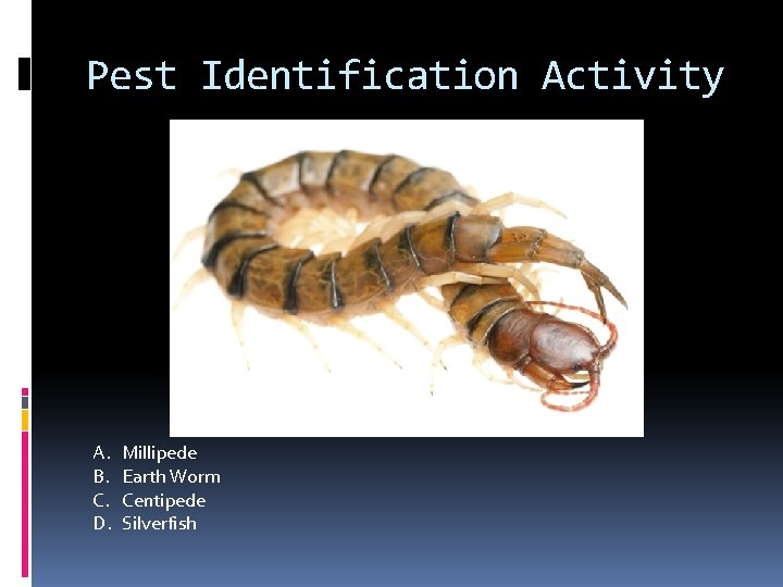 Pest Identification Activity A. B. C. D. Millipede Earth Worm Centipede Silverfish 