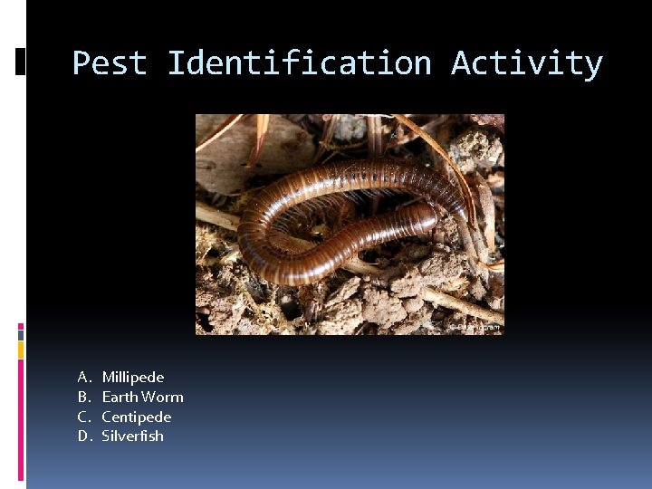 Pest Identification Activity A. B. C. D. Millipede Earth Worm Centipede Silverfish 