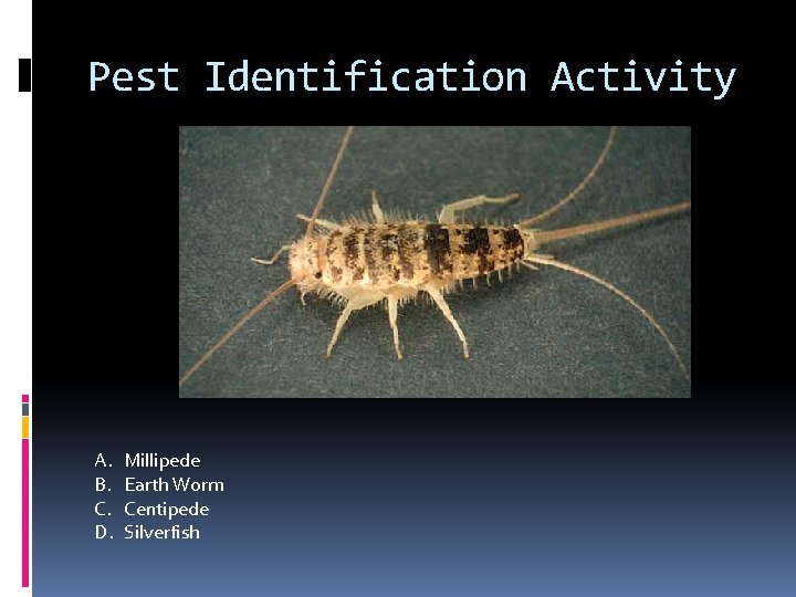 Pest Identification Activity A. B. C. D. Millipede Earth Worm Centipede Silverfish 