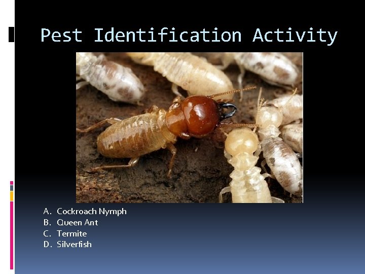 Pest Identification Activity A. B. C. D. Cockroach Nymph Queen Ant Termite Silverfish 