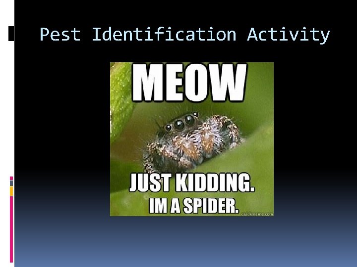 Pest Identification Activity 