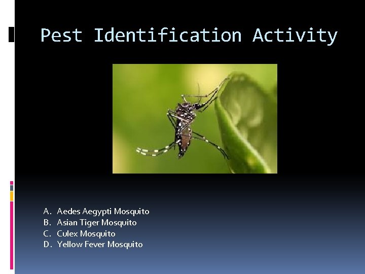 Pest Identification Activity A. B. C. D. Aedes Aegypti Mosquito Asian Tiger Mosquito Culex