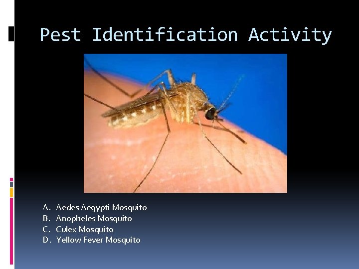 Pest Identification Activity A. B. C. D. Aedes Aegypti Mosquito Anopheles Mosquito Culex Mosquito