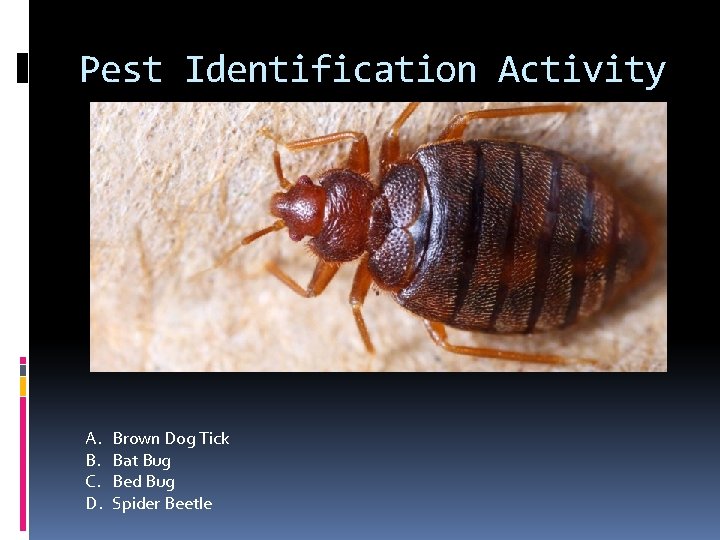 Pest Identification Activity A. B. C. D. Brown Dog Tick Bat Bug Bed Bug