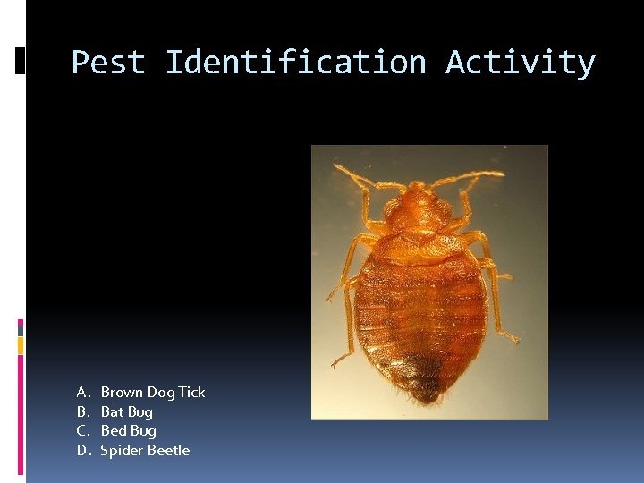 Pest Identification Activity A. B. C. D. Brown Dog Tick Bat Bug Bed Bug