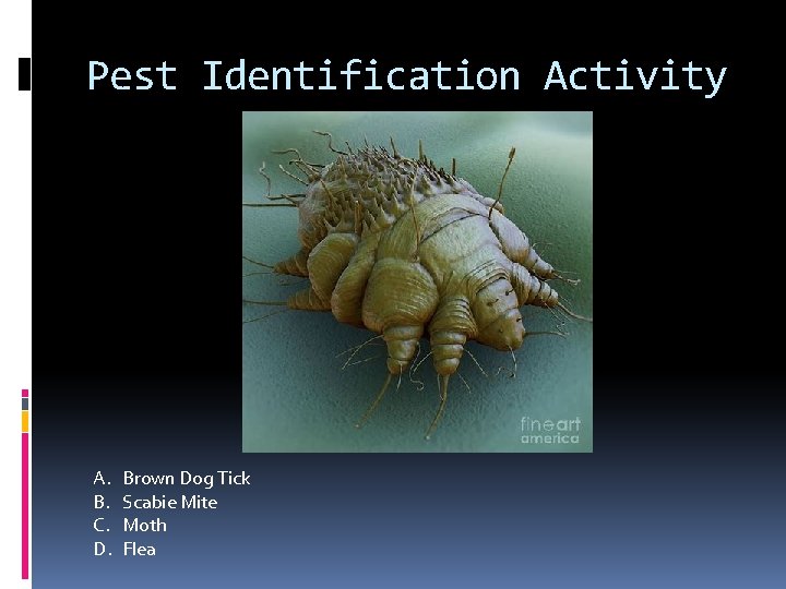 Pest Identification Activity A. B. C. D. Brown Dog Tick Scabie Mite Moth Flea
