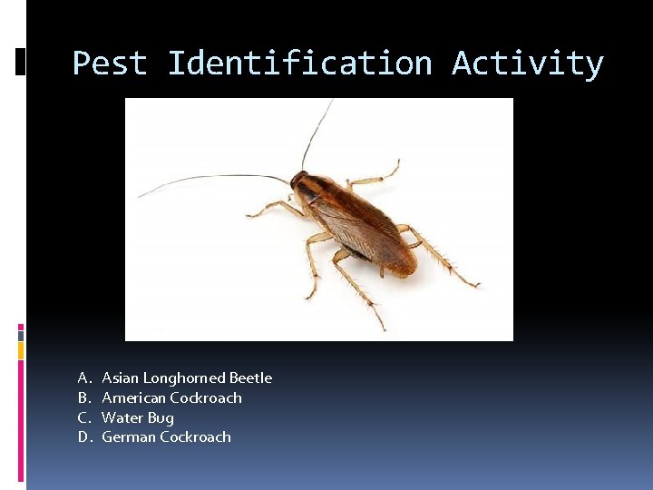 Pest Identification Activity A. B. C. D. Asian Longhorned Beetle American Cockroach Water Bug