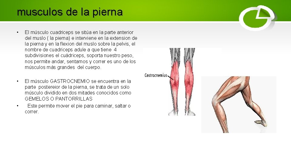 musculos de la pierna • El músculo cuadriceps se sitúa en la parte anterior
