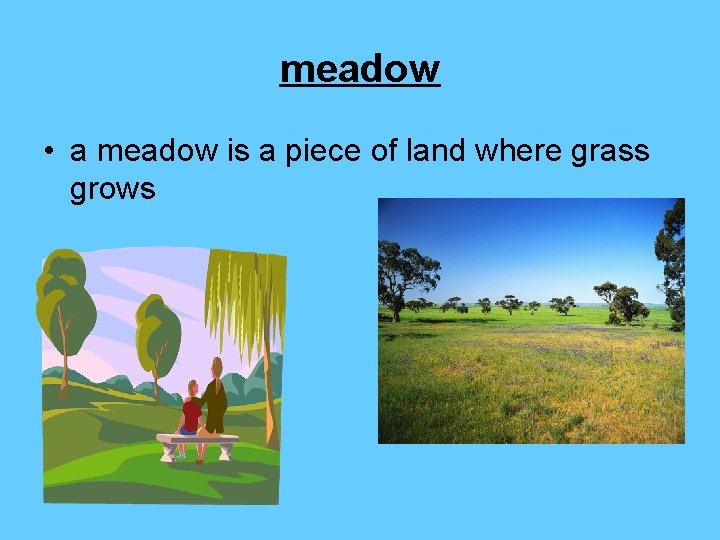 meadow • a meadow is a piece of land where grass grows 