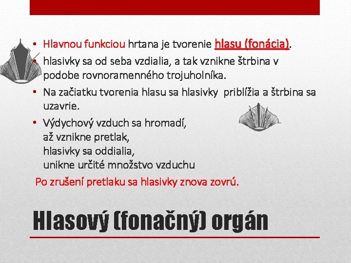  • Hlavnou funkciou hrtana je tvorenie hlasu (fonácia). • hlasivky sa od seba