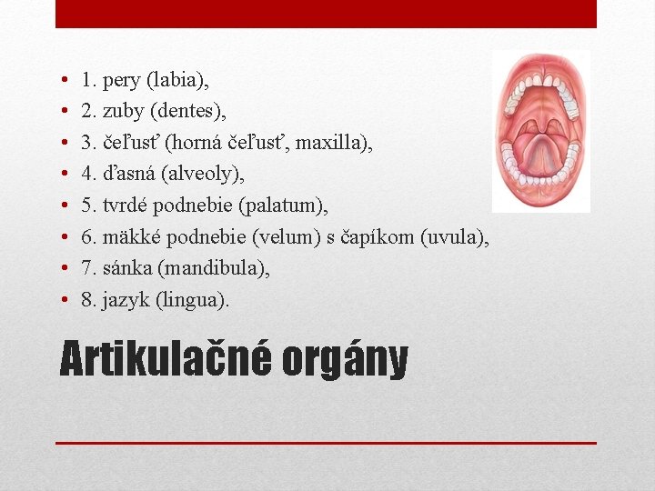  • • 1. pery (labia), 2. zuby (dentes), 3. čeľusť (horná čeľusť, maxilla),