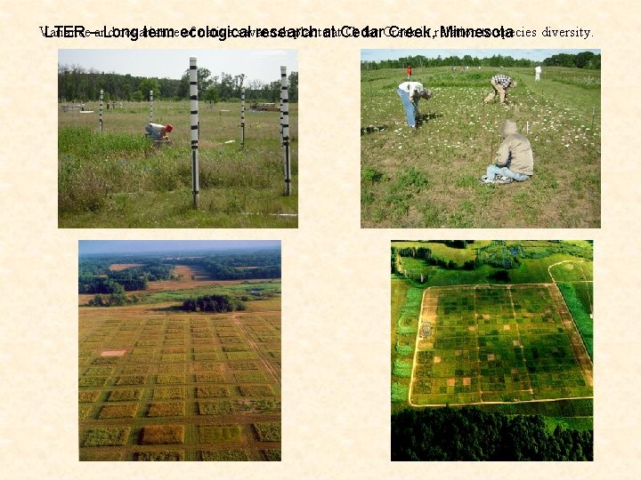 Variance covariance of native savannah plantsatat. Cedar Creek in relation to species diversity. LTER