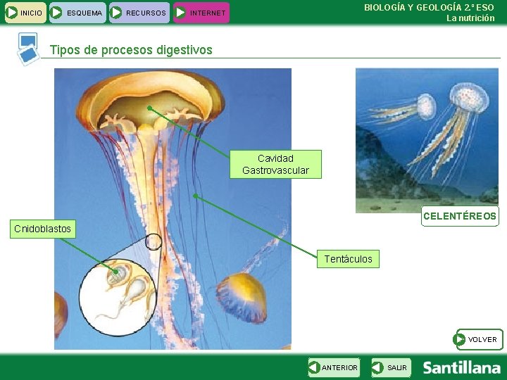 INICIO ESQUEMA RECURSOS BIOLOGÍA Y GEOLOGÍA 2. º ESO La nutrición INTERNET Tipos de