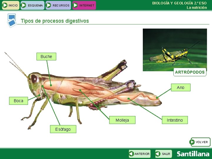 INICIO ESQUEMA RECURSOS BIOLOGÍA Y GEOLOGÍA 2. º ESO La nutrición INTERNET Tipos de