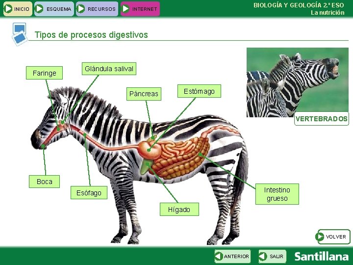 INICIO ESQUEMA RECURSOS BIOLOGÍA Y GEOLOGÍA 2. º ESO La nutrición INTERNET Tipos de