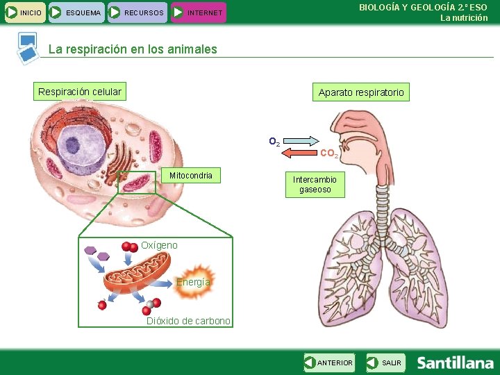 INICIO ESQUEMA RECURSOS BIOLOGÍA Y GEOLOGÍA 2. º ESO La nutrición INTERNET La respiración