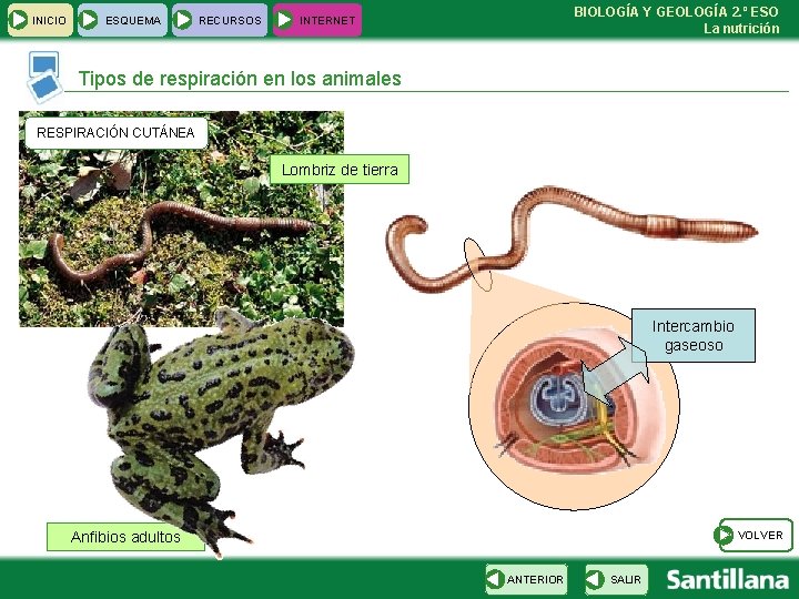 INICIO ESQUEMA RECURSOS BIOLOGÍA Y GEOLOGÍA 2. º ESO La nutrición INTERNET Tipos de