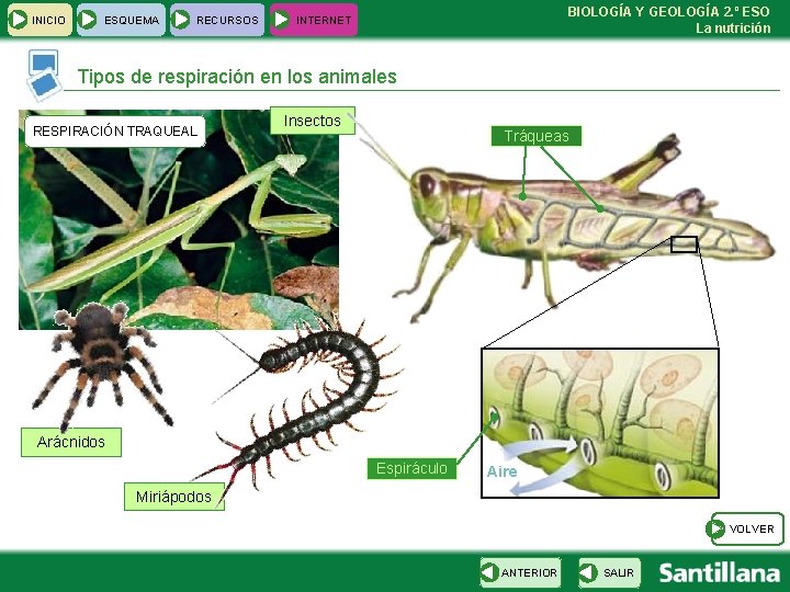 INICIO ESQUEMA RECURSOS BIOLOGÍA Y GEOLOGÍA 2. º ESO La nutrición INTERNET Tipos de