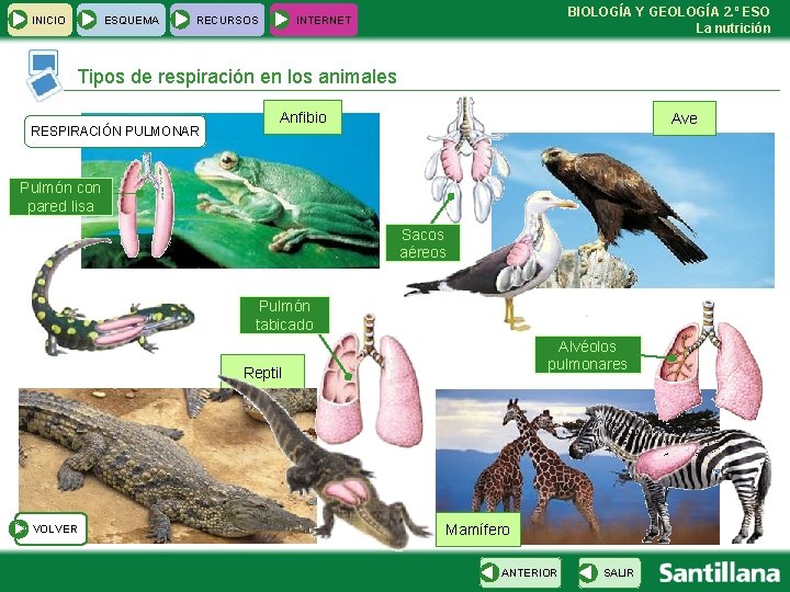 INICIO ESQUEMA RECURSOS BIOLOGÍA Y GEOLOGÍA 2. º ESO La nutrición INTERNET Tipos de