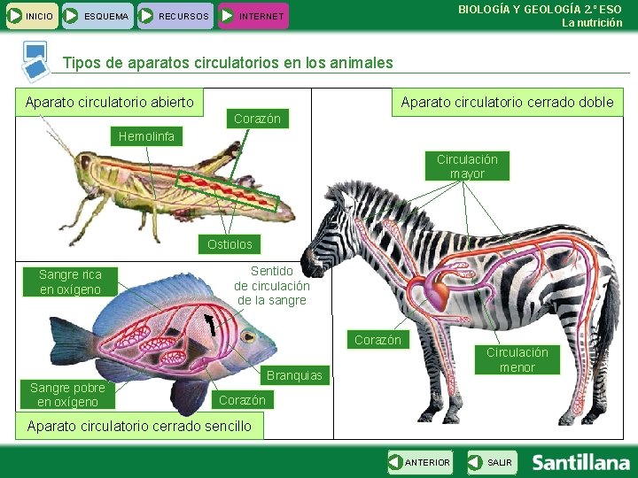 INICIO ESQUEMA RECURSOS BIOLOGÍA Y GEOLOGÍA 2. º ESO La nutrición INTERNET Tipos de