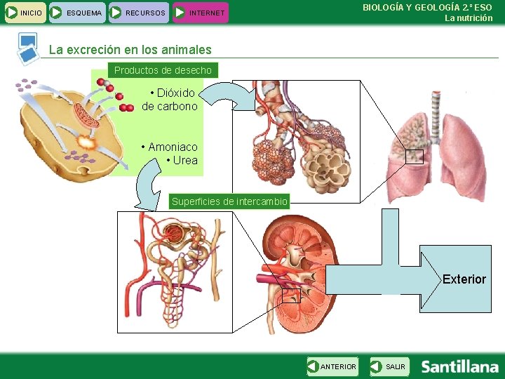 INICIO ESQUEMA RECURSOS BIOLOGÍA Y GEOLOGÍA 2. º ESO La nutrición INTERNET La excreción