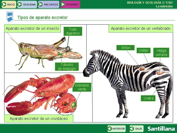 INICIO ESQUEMA RECURSOS BIOLOGÍA Y GEOLOGÍA 2. º ESO La nutrición INTERNET Tipos de