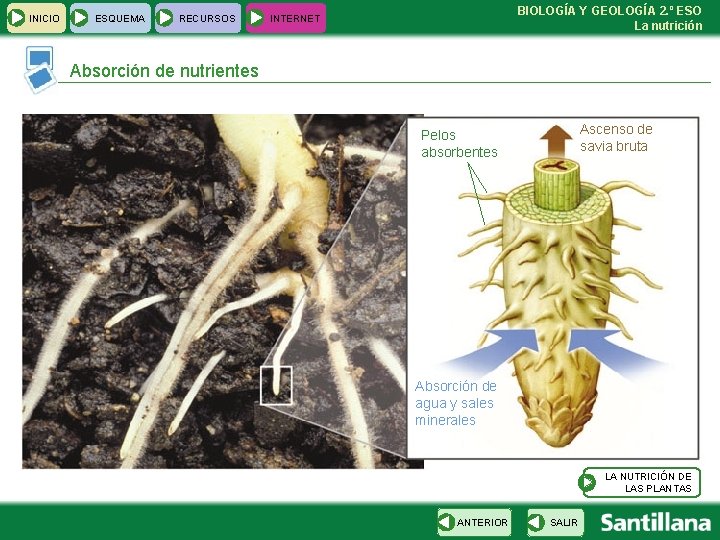 INICIO ESQUEMA RECURSOS BIOLOGÍA Y GEOLOGÍA 2. º ESO La nutrición INTERNET Absorción de