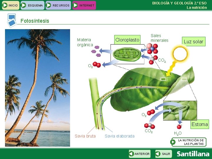 INICIO ESQUEMA RECURSOS BIOLOGÍA Y GEOLOGÍA 2. º ESO La nutrición INTERNET Fotosíntesis Materia