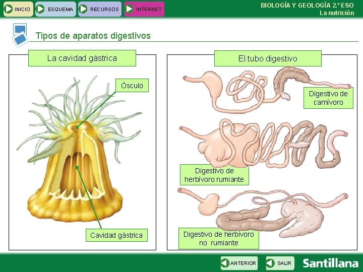 INICIO ESQUEMA RECURSOS BIOLOGÍA Y GEOLOGÍA 2. º ESO La nutrición INTERNET Tipos de