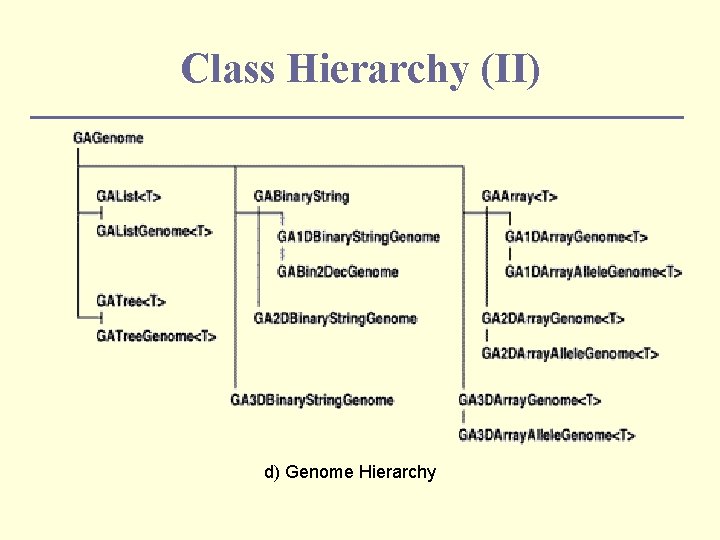 Class Hierarchy (II) d) Genome Hierarchy 