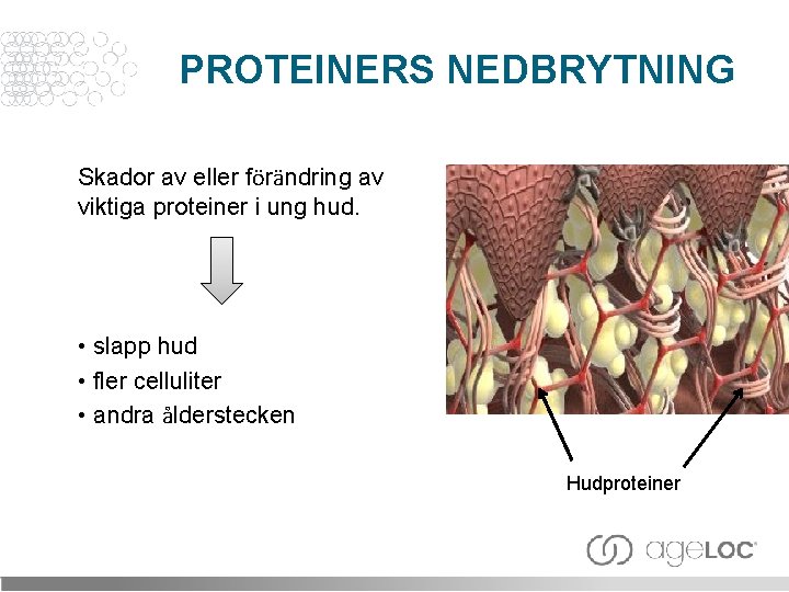 PROTEINERS NEDBRYTNING Skador av eller förändring av viktiga proteiner i ung hud. • slapp