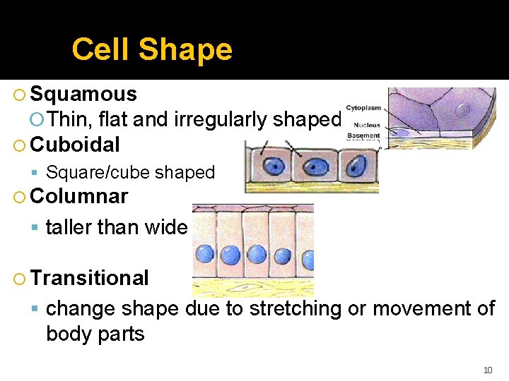 Cell Shape Squamous Thin, flat and irregularly shaped Cuboidal Square/cube shaped Columnar taller than