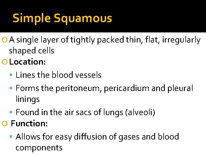 Simple Squamous A single layer of tightly packed thin, flat, irregularly shaped cells Location: