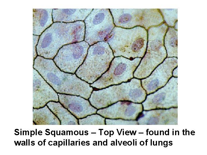 Simple Squamous – Top View – found in the walls of capillaries and alveoli