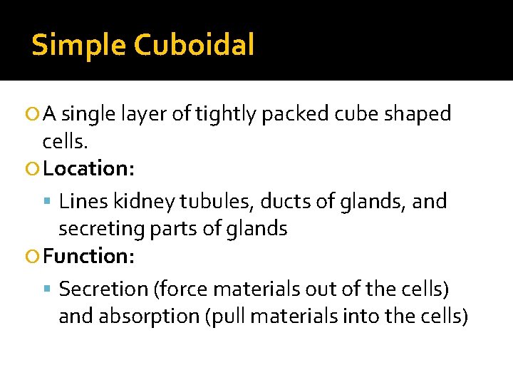 Simple Cuboidal A single layer of tightly packed cube shaped cells. Location: Lines kidney