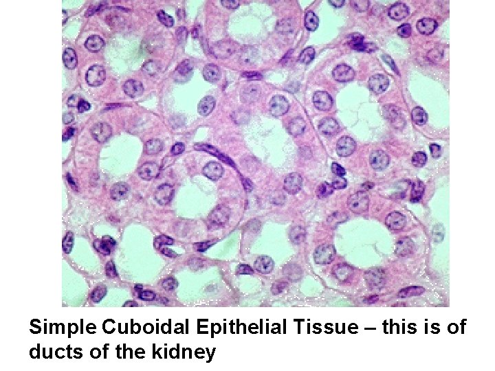 Simple Cuboidal Epithelial Tissue – this is of ducts of the kidney 