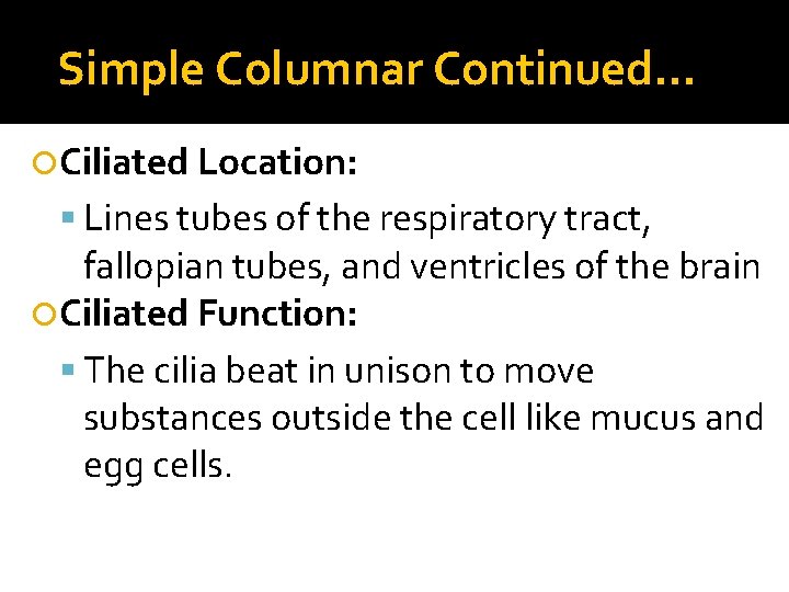 Simple Columnar Continued… Ciliated Location: Lines tubes of the respiratory tract, fallopian tubes, and