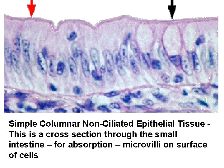 Simple Columnar Non-Ciliated Epithelial Tissue This is a cross section through the small intestine