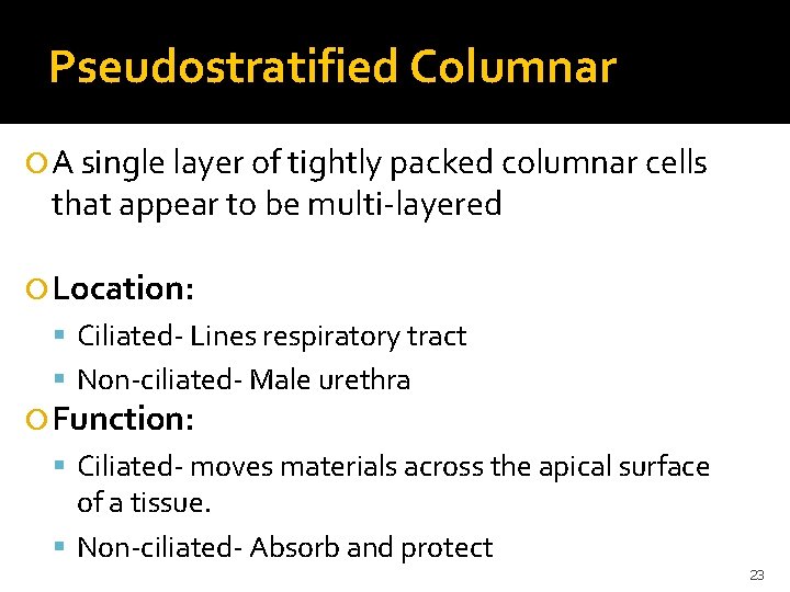 Pseudostratified Columnar A single layer of tightly packed columnar cells that appear to be