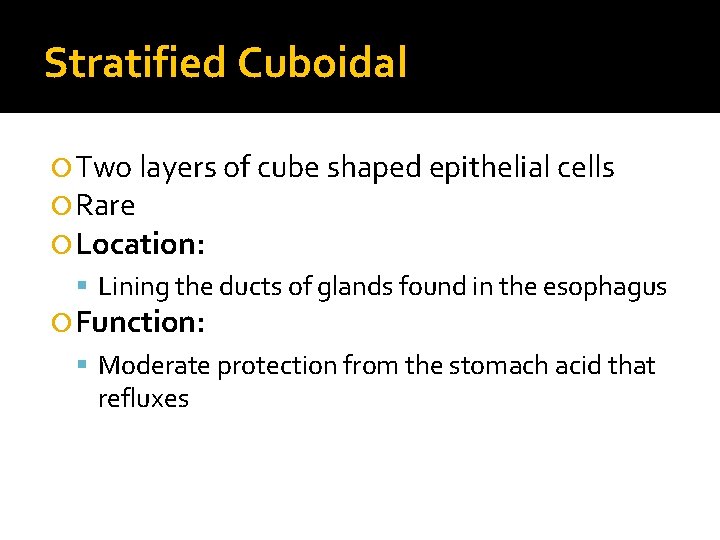 Stratified Cuboidal Two layers of cube shaped epithelial cells Rare Location: Lining the ducts