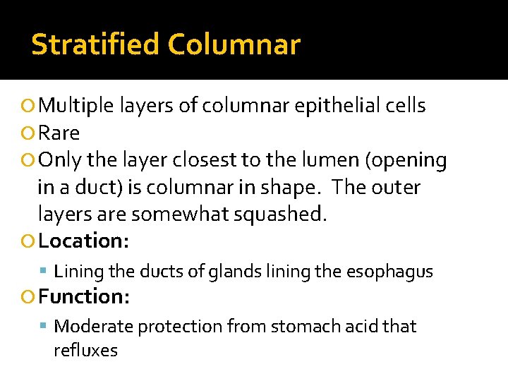 Stratified Columnar Multiple layers of columnar epithelial cells Rare Only the layer closest to