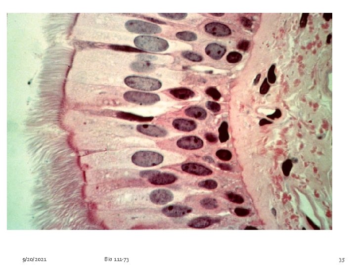 9/20/2021 Bio 111 -73 35 