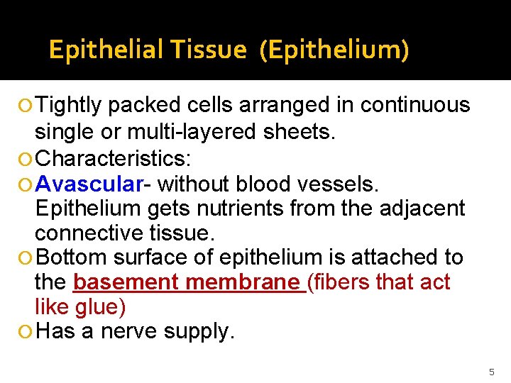 Epithelial Tissue (Epithelium) Tightly packed cells arranged in continuous single or multi-layered sheets. Characteristics: